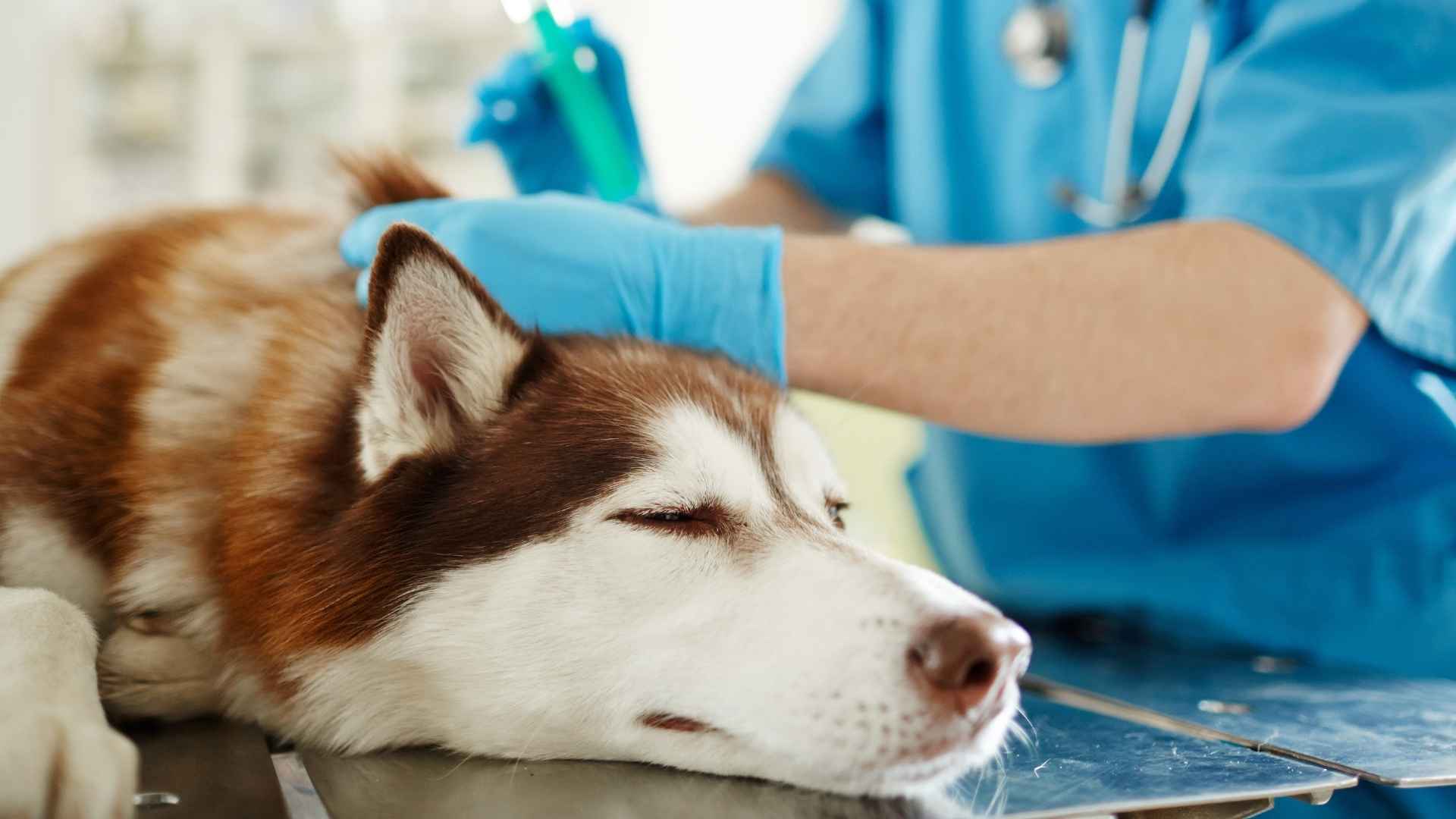 Efectos secundarios de la anestesia en perros